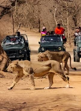 Sasan Gir Tour